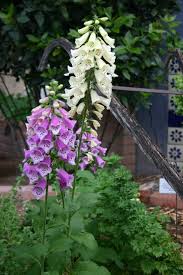 Onion preplant and preemergent weed control. How To Grow Foxglove Digitalis Gardening Channel