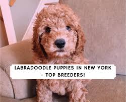 From traditional human names, to ideas that come from the world around us. Best Labradoodle Puppies In New York Top 7 Breeders 2021 We Love Doodles