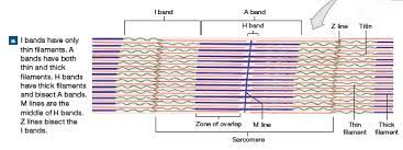 Sarcomere Structure Anatomy And Physiology Physiology Knowledge