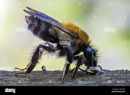 Image result for Bombus hyperboreus