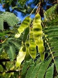 5134 highway 127 n state: Close Up Of The Seed Pods Of The Persian Silk Tree Or Mimosa Persian Silk Tree Seed Pods Silk Tree