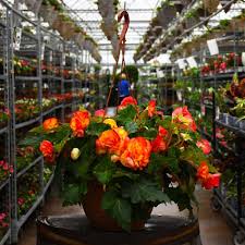 Image result for Begonia nyassensis