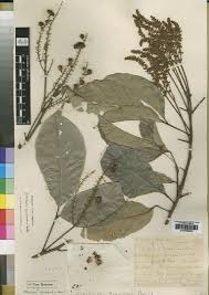 Image result for Allophylus pseudopaniculatus