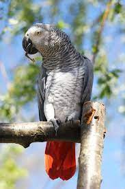 African Grey Parrot Jako African Grey Parrot African Grey Parrot