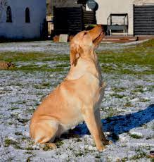 Red bull entwickelt ruckwarts irgendwo ein grober hund drin auto motor und sport. En Labrador Er En Labrador Laes Mere Om Racen Her