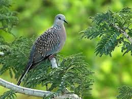 Download burung tekukur mp3 music file. Spesial Burung Derkuku