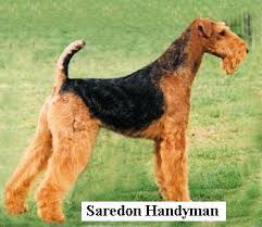 The airedale terrier is patient with children and tolerant of other household animals. The Airedale Terrier
