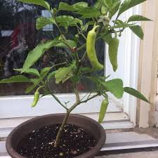 Losing blossoms causes the plants to produce fewer fruit. Find More Banana Pepper Plant For Sale At Up To 90 Off