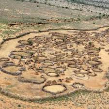 Image result for Selago barabei