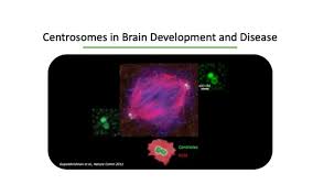 Image result for Centrostigma