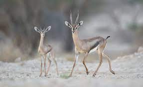 Inizia a suonare all'età di 22 anni, come flavio pardini, esibendosi. Fawn Born To Endangered Gazelles In Southern Israel The Times Of Israel