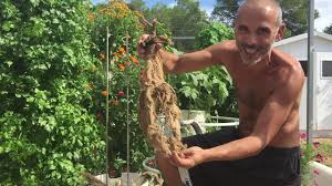 The tomato towers worked great and provided the much needed support for our tomato plants. Growing Tomatoes On A Tower Garden Tomato Roots Youtube