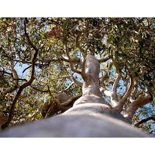 Image result for Eucalyptus tereticornis