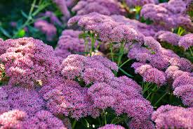 Image result for Sedum