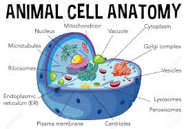 Check spelling or type a new query. Diagram Of Animal Cell Anatomy Illustration Royalty Free Cliparts Vectors And Stock Illustration Image 103619517