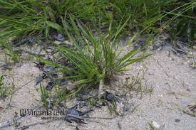 Image result for Dichapetalum deflexum