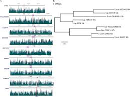 a novel family of genomics islands across multiple species