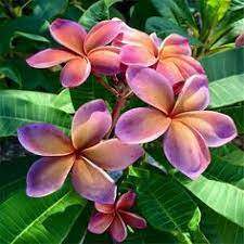 Maybe you would like to learn more about one of these? 770 Plumiera Ideas In 2021 Plumeria Plumeria Flowers Frangipani