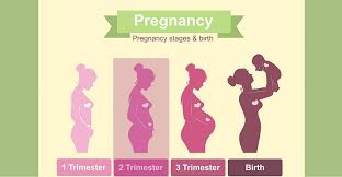 During the second trimester, your baby is growing quickly. What To Expect In Your Second Trimester Of Pregnancy