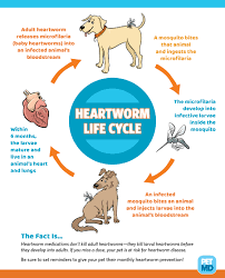 Heartworms In Puppies When To Start Puppy Heartworm Prevention Petmd