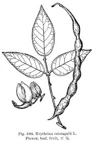 Image result for Erythrina crista-galli