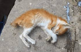Maybe you would like to learn more about one of these? Tafsir Mimpi 99 Arti Mimpi Kucing Mati Di Kamar Rumah Atau Di Dalam Sumur
