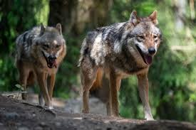 Aug 09, 2021 · wolves 48 sheffield 42. Why Washington S New Name Will Be The Red Wolves Hogs Haven