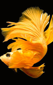 Hd Betta Fish Wallpapers For Android Apk Download