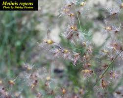 Image result for Melinis longiseta