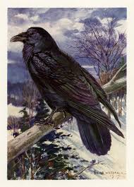 Download Northern Raven Vintage Bird Illustration Old Design Shop Blog