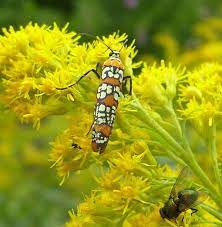 Odd Looking Moth Goldenrod Flower Moth Insects