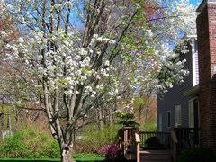 This tree with remain flawless year after year with absolutely no maintenance. Cleveland Vs Bradford Pear