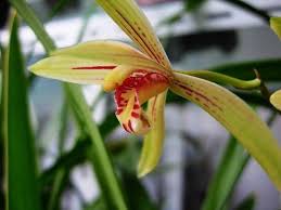 Image result for Cycnium jamesii