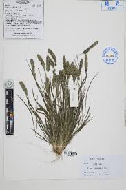 Image result for Eragrostis macrochlamys