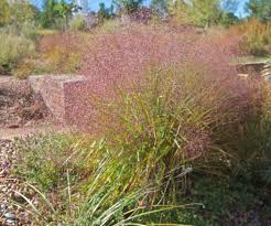 Image result for Eragrostis phyllacantha