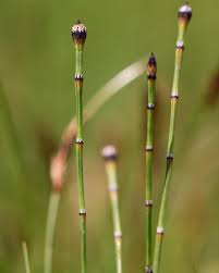 Image result for Equisetaceae