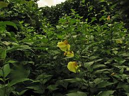 Image result for Azanza lampas