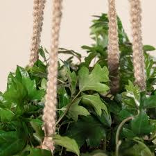 Image result for Rhoicissus rhomboidea