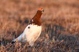 What is the state bird of alaska. 13 Best Alaska State Bird Images Stock Photos Vectors Adobe Stock