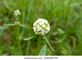 Image result for Spermacoce ruelliae