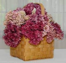 More natural colors cay be obtained, however, by using rit dye to color the. Drying Preserving Hydrangeas Plant Addicts