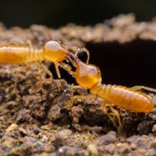 Pest control cost can vary based on different factors including your location. Can Termites Return After Treatment Memphis Cordova Tn