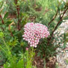 Image result for Otholobium foliosum