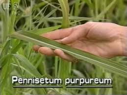 Keep reading to find the user submitted meanings, dictionary definitions, and more. Elephant Grass Napier Grass Pennisetum Purpureum Youtube