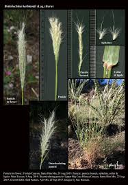 Image result for Eragrostis barbinodis