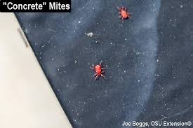 Maybe you would like to learn more about one of these? Concrete Mites Are Out Look Before You Sit Bygl