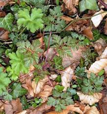 It is found in moist forests with canopy closure and on dry rocky outcrops. Herb Robert Identification And Control Geranium Robertianum King County