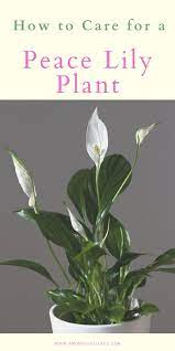 How To Care For A Peace Lily Plant Lily Plants Peace Lily Plant Peace Lily Care