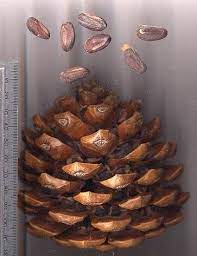 How To Plant Eldarica Pine Trees Pine Cone Seeds Edible Seeds Edible