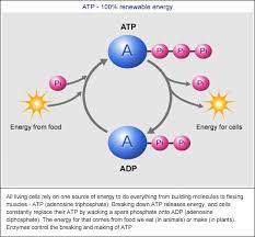Know more about atp, especially how energy is released after its breaking down to adp. Renewable Energy You Re Soaking In It Bernie S Basics Abc Science